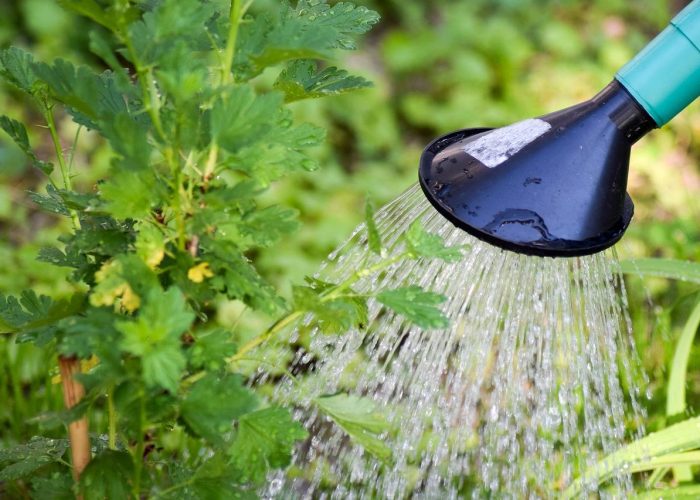 Réutilisation de l'eau de pluie pour le jardin - OPTIM EAU